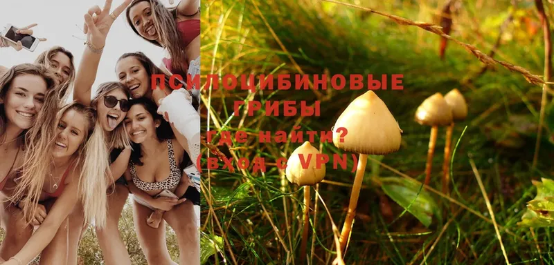 Псилоцибиновые грибы Psilocybe  Бодайбо 